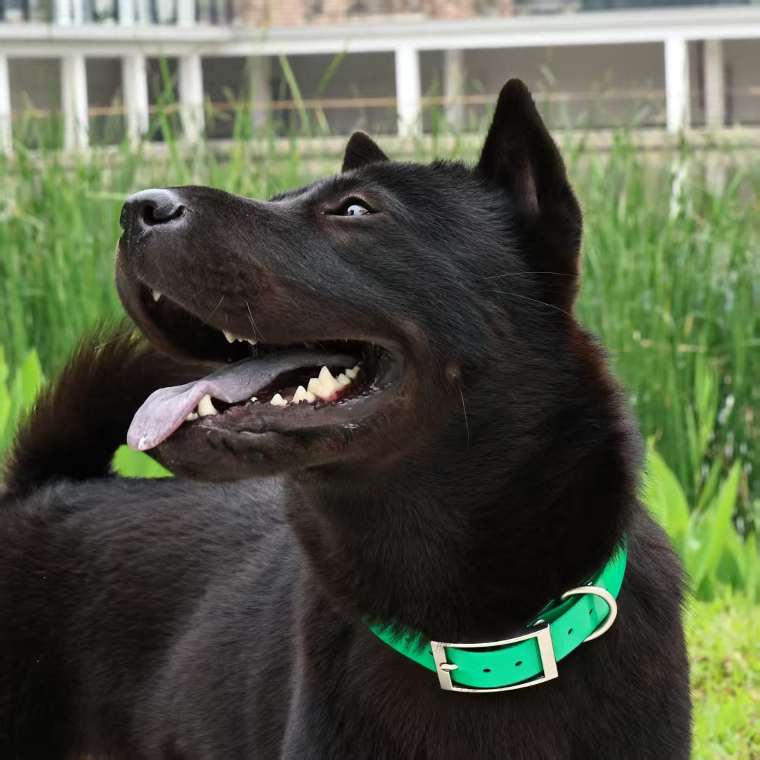 2.5cm Wide Heavy‑Duty TPU Dog  - огляд і ціна Outdoor Hunting Dog Collar