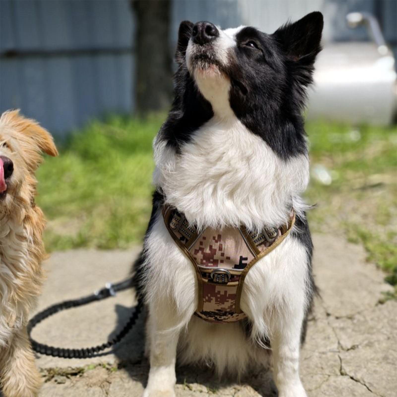 Dog Harness Metal Buckle Dog T - огляд і ціна Outdoor Hunting Dog Collar
